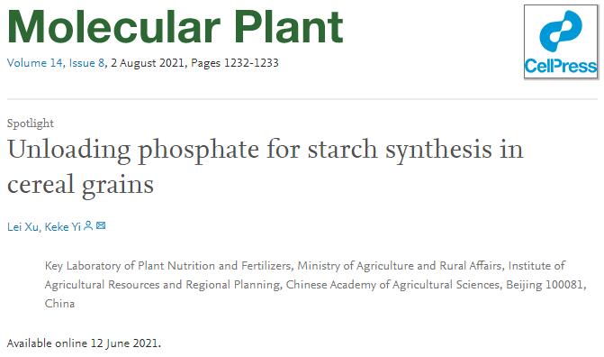 Unloading phosphate for starch synthesis in cereal grains