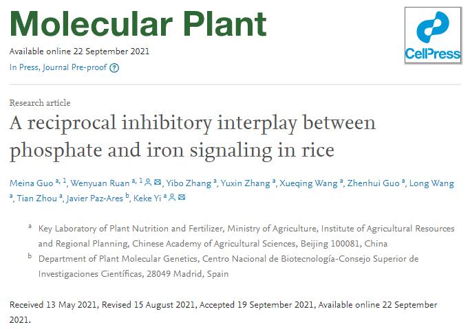A reciprocal inhibitory interplay between phosphate and iron signaling in rice