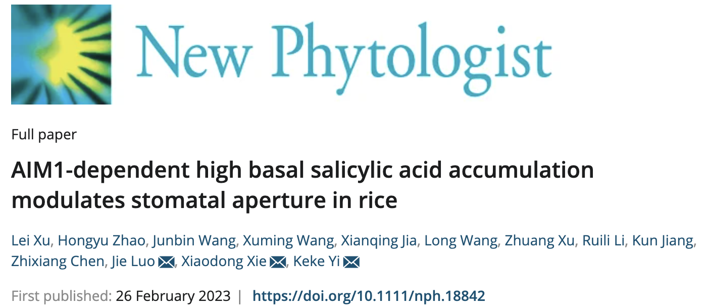 Salicylic acid biosynthesis in rice shoot