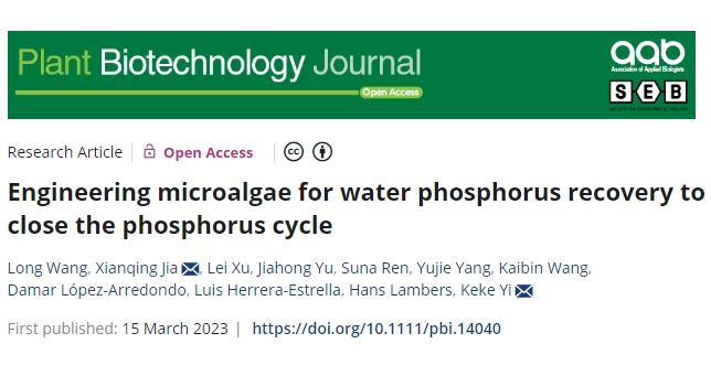 Engineering microalgae for water phosphorus recovery to close the phosphorus cycle